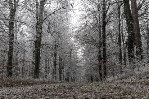winterwald