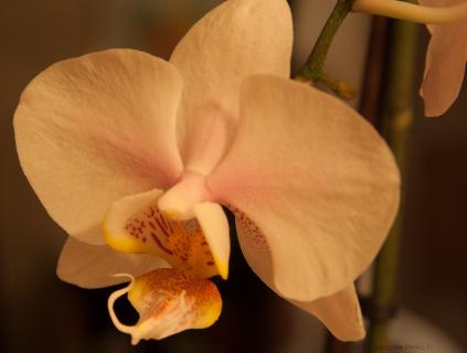 Orchidee 