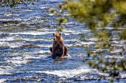 Bear on the Rocks