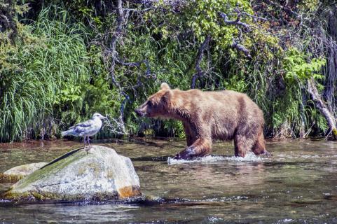 Möwe mit Bär