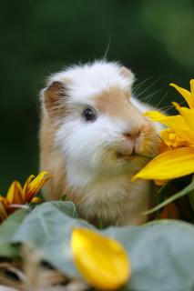 Schweinchenportrait 