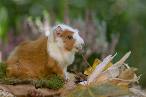 Herbstzeit