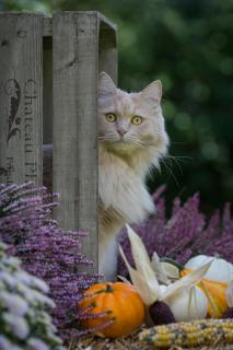 Herbstkatze 