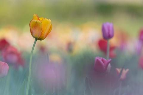 Tulpen-Farbflash