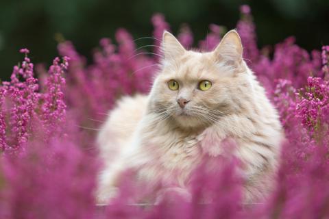 Herbstkatze