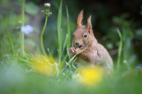 Gartenbesucher