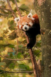 Little Panda