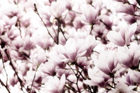 Magnolienblüte