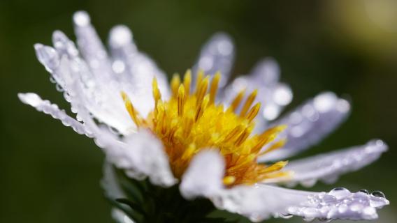 Blume nach dem Regen