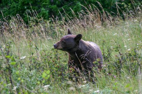 In der Wildnis