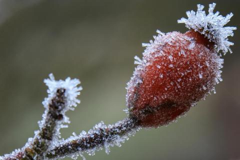 Im Winterkleid