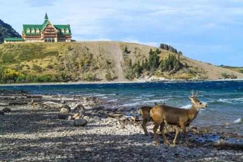Wapiti