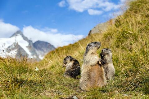 Dreisamkeit am Glockner