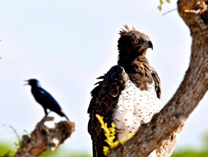 Martial Eagle