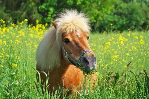 Shetland Pony Willy 