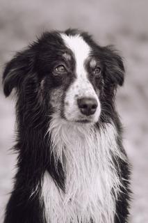 Australien Shepherd 