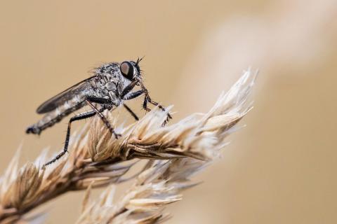 gemeine Raubfliege