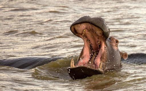 Flusspferd in Südafrika 