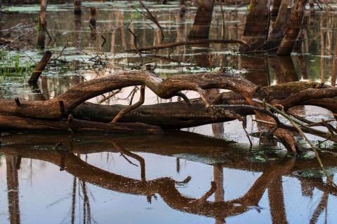 Sumpf mit Baumspiegelung