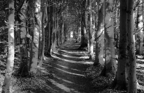 idyllischer Waldweg