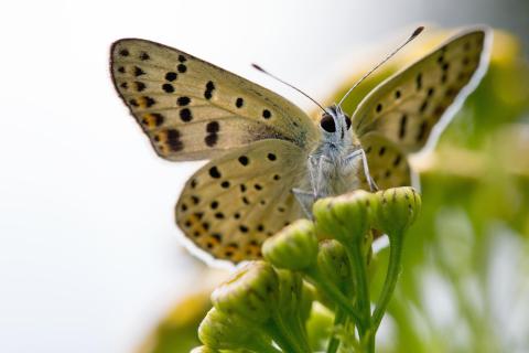 brauner Feuerfalter auf Knospen