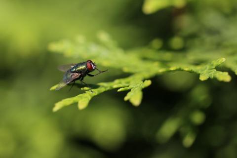 grüne Fliege im Grünen