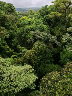 Dschungel in Grüntönen