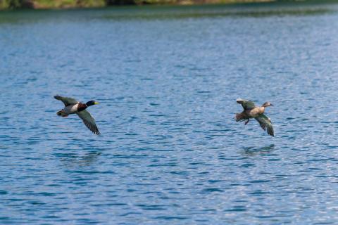 Enten im Anflug