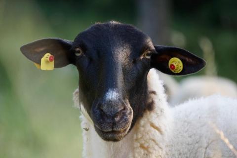 Rhön Schaf 