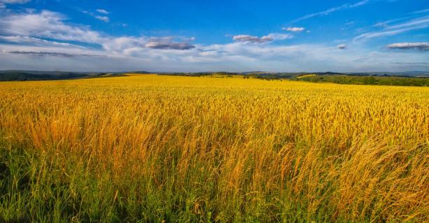 kornfeld_in_schönbach_vogtland