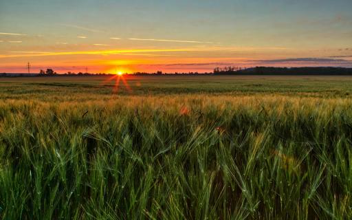 Licht im Kornfeld