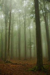 Creepy Jasmund