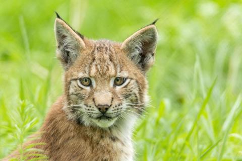 Luchs