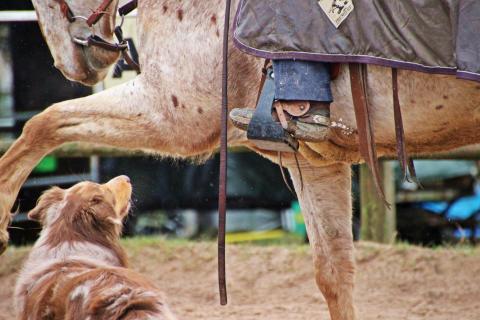 Pferd und Hund