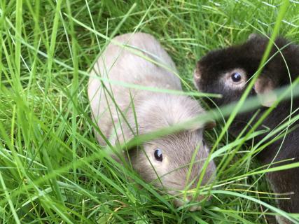 Schweinchen im Gras
