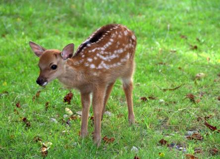 Bambi