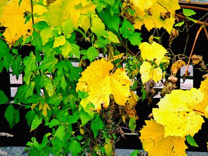 PA230164 (40 30 300-SH)