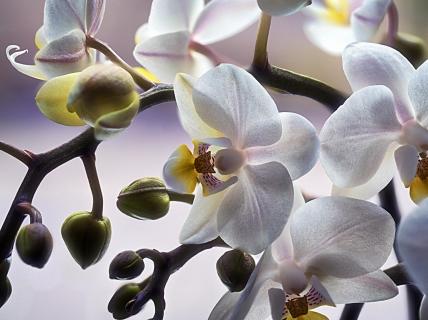 Orchidee