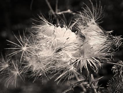 Distelsamen im Wind