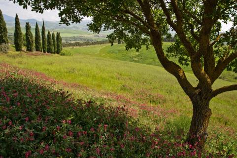 Toscanafrühling
