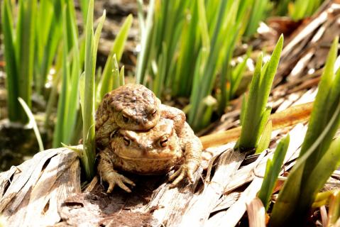 Aus der Sicht eines Frosch. 