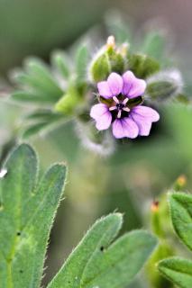 Kleine Blüte