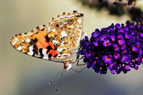 Schmetterling 