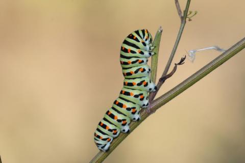 Raupe vom Schwalbenschwanz