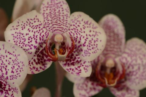 Orchidee 1