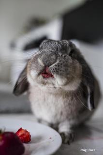 170319 Tiere 28572-lowres
