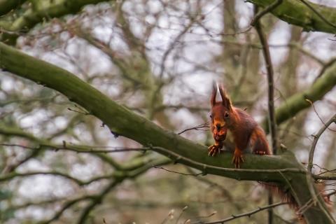 Eichhörnchen BotGartGT1 K