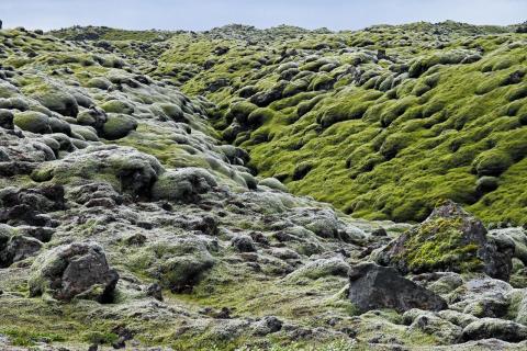 Moosbedeckte Lava aus dem Laki-Vulkanausbruch von 1783 auf Island