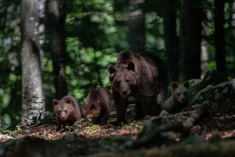 Bärenfamilie