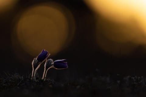 Küchenschelle im Sonnenaufgang
